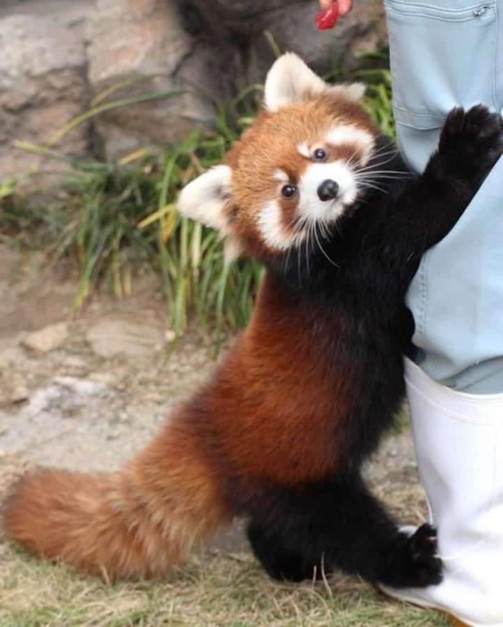 A red panda reaching for a treat from a person's hand. — Cute Red Panda Background