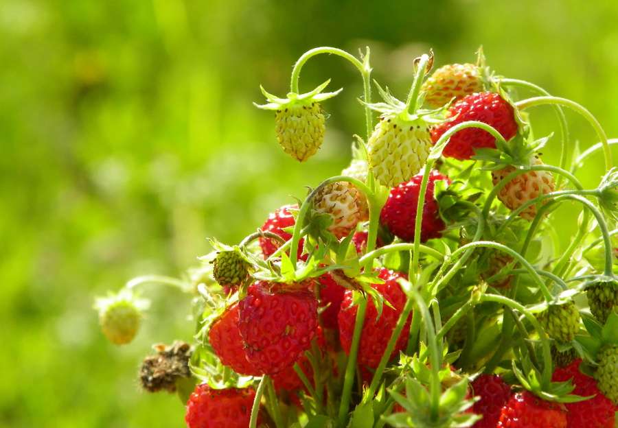 Cluster of ripe red strawberries and green buds on vines in a sunlit garden. — Cute Strawberry Background