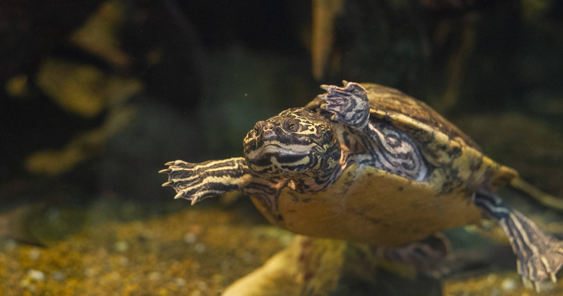 Cute Turtle Billeder