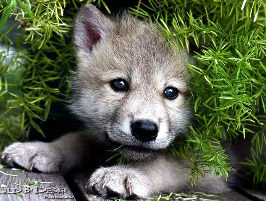 Cute Wolf Pictures Wallpaper