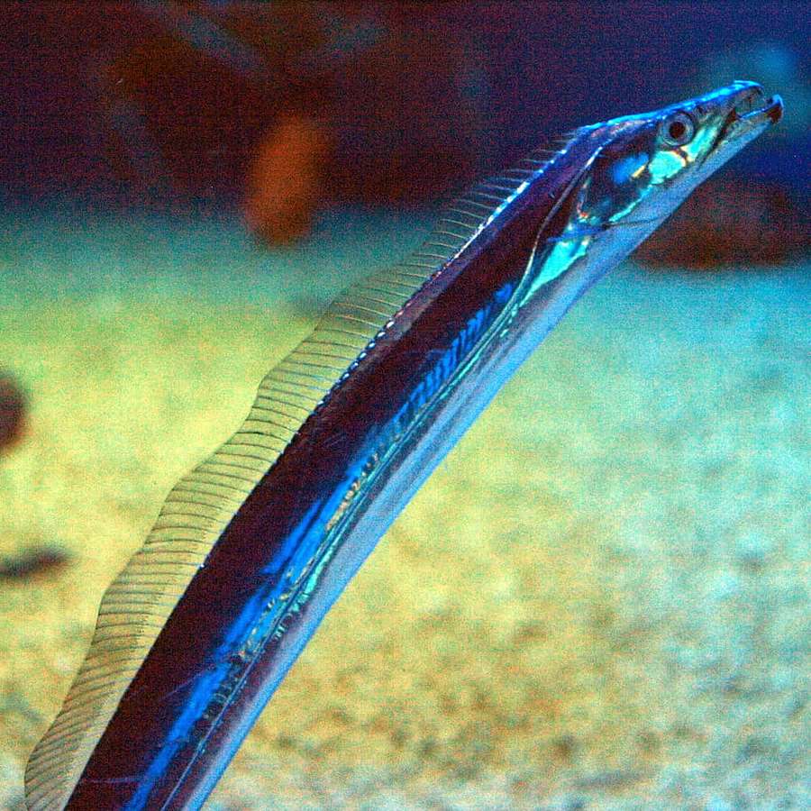 A blue ribbonfish swimming in clear ocean water near sandy bottom. — Cutlassfish Wallpaper