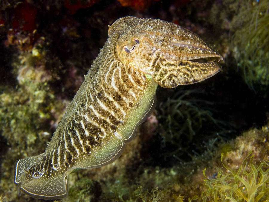 A cuttlefish with striped patterns swims near coral reef — Cuttlefish Background