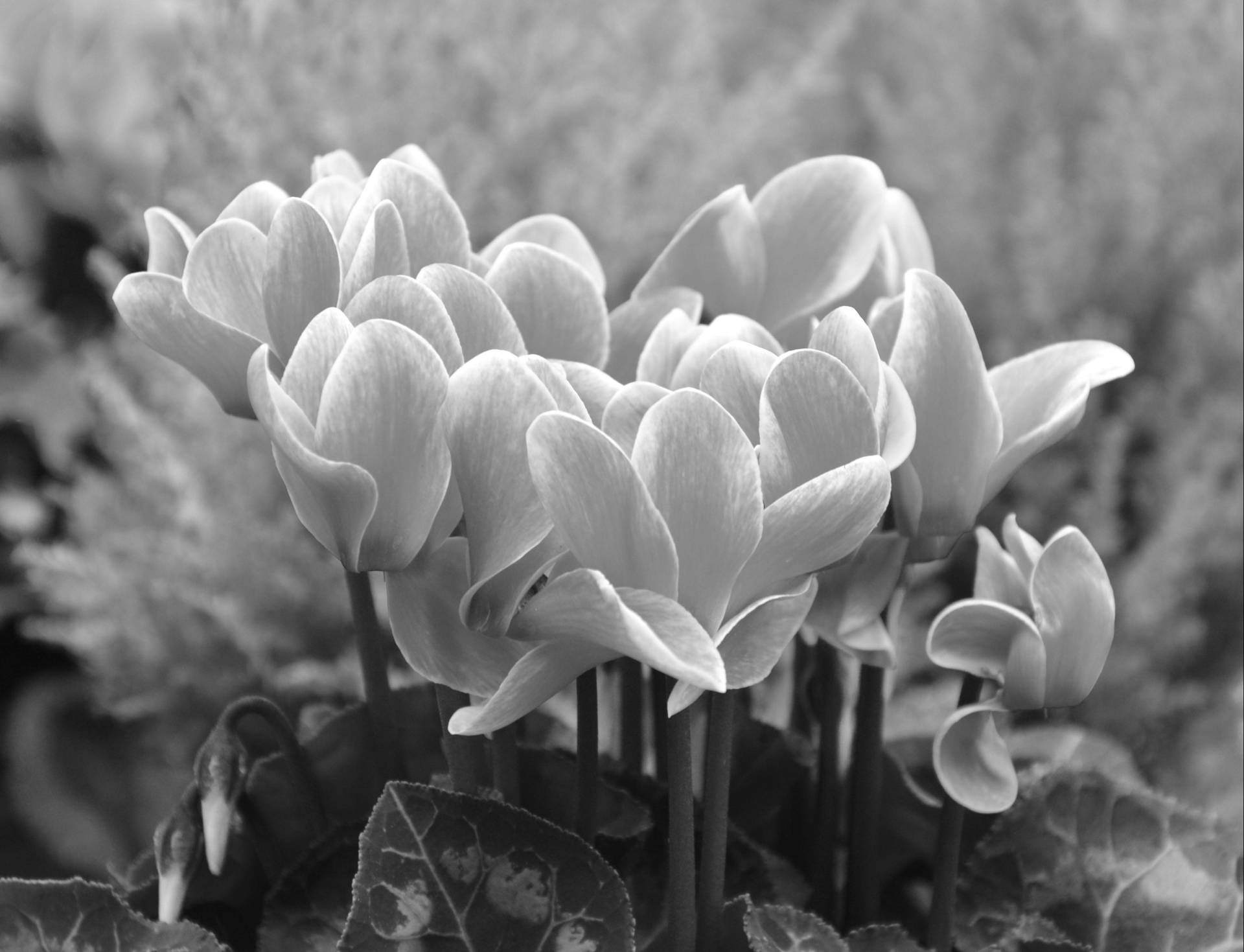 Cyclamen Wallpaper