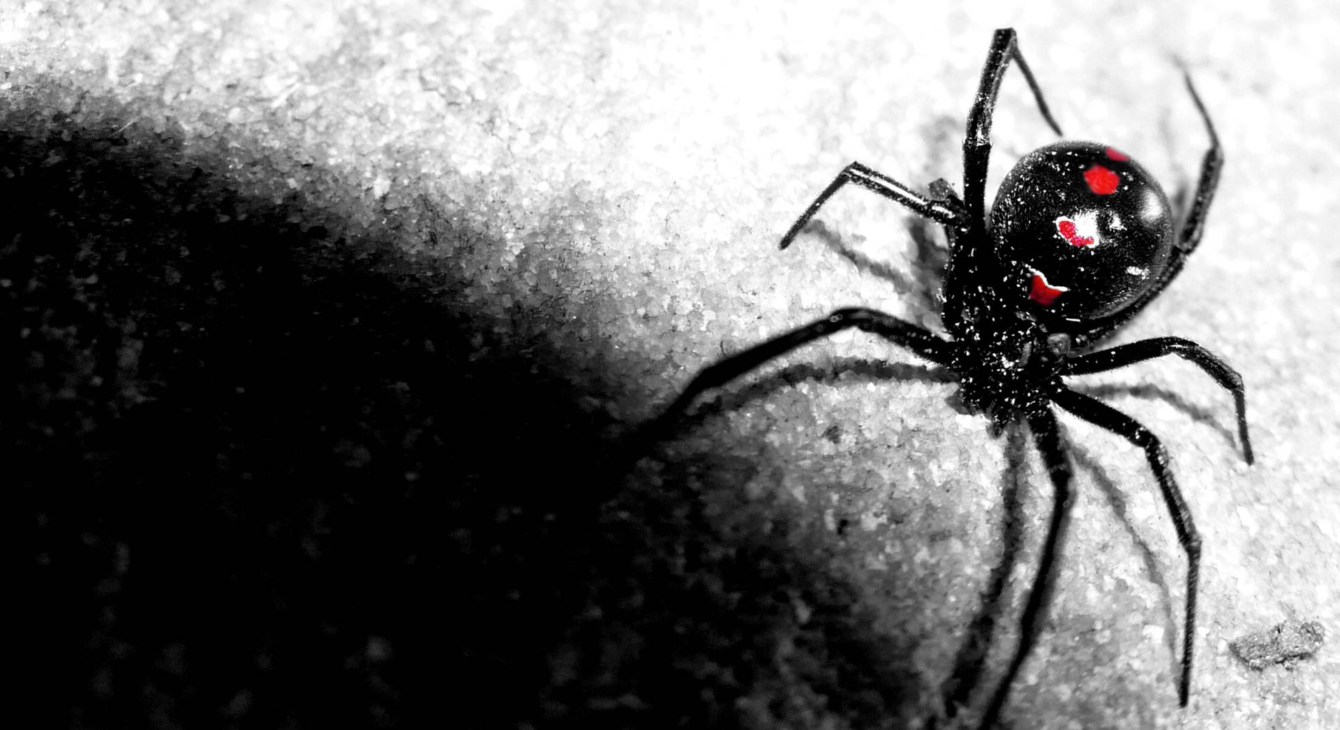 Spider spider web black widow HD phone wallpaper  Peakpx
