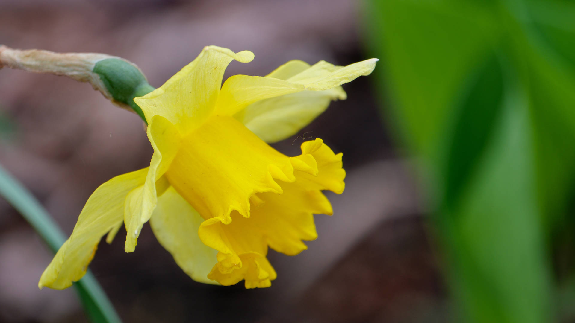 Daffodil Achtergrond