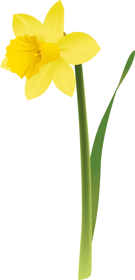 Daffodil Png