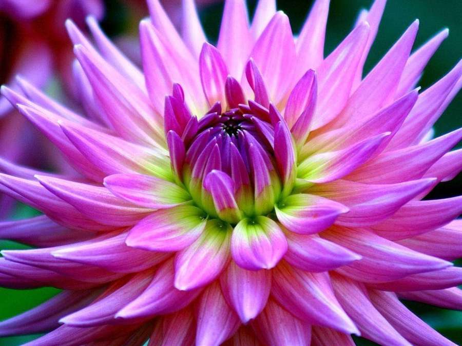 Una vista detallada de una flor de dalia rosa con acentos verdes y fondo de follaje borroso. — Dahlia Fondos de pantalla