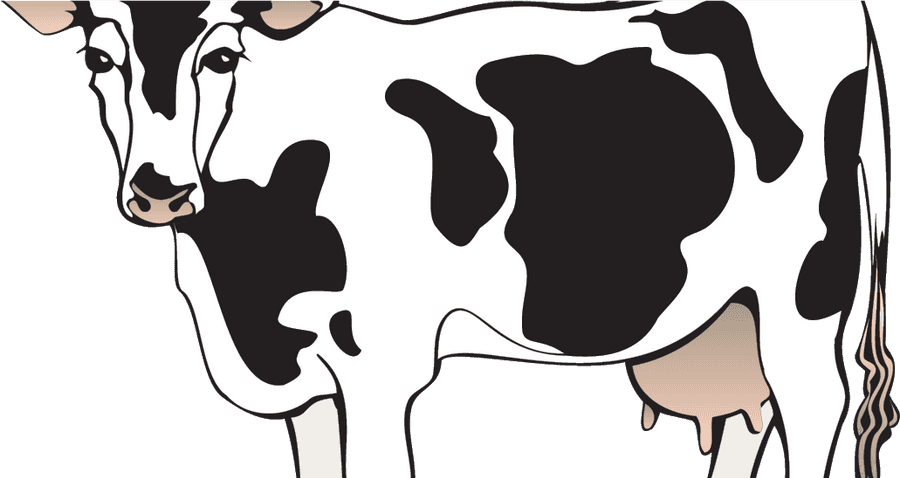 Dairy Cow Png