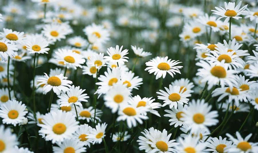 Field of white daisies with yellow centers in natural sunlight. — Daisies Background