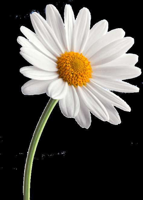 A white daisy with yellow center on a green stem against black background — Daisies PNG