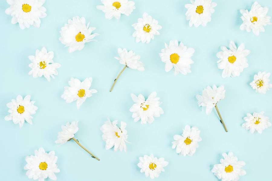 White daisies with yellow centers arranged on a pastel blue background. — Daisy Aesthetic Background
