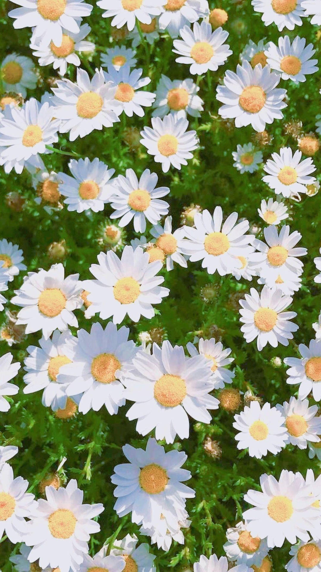 Daisy Aesthetic Achtergrond