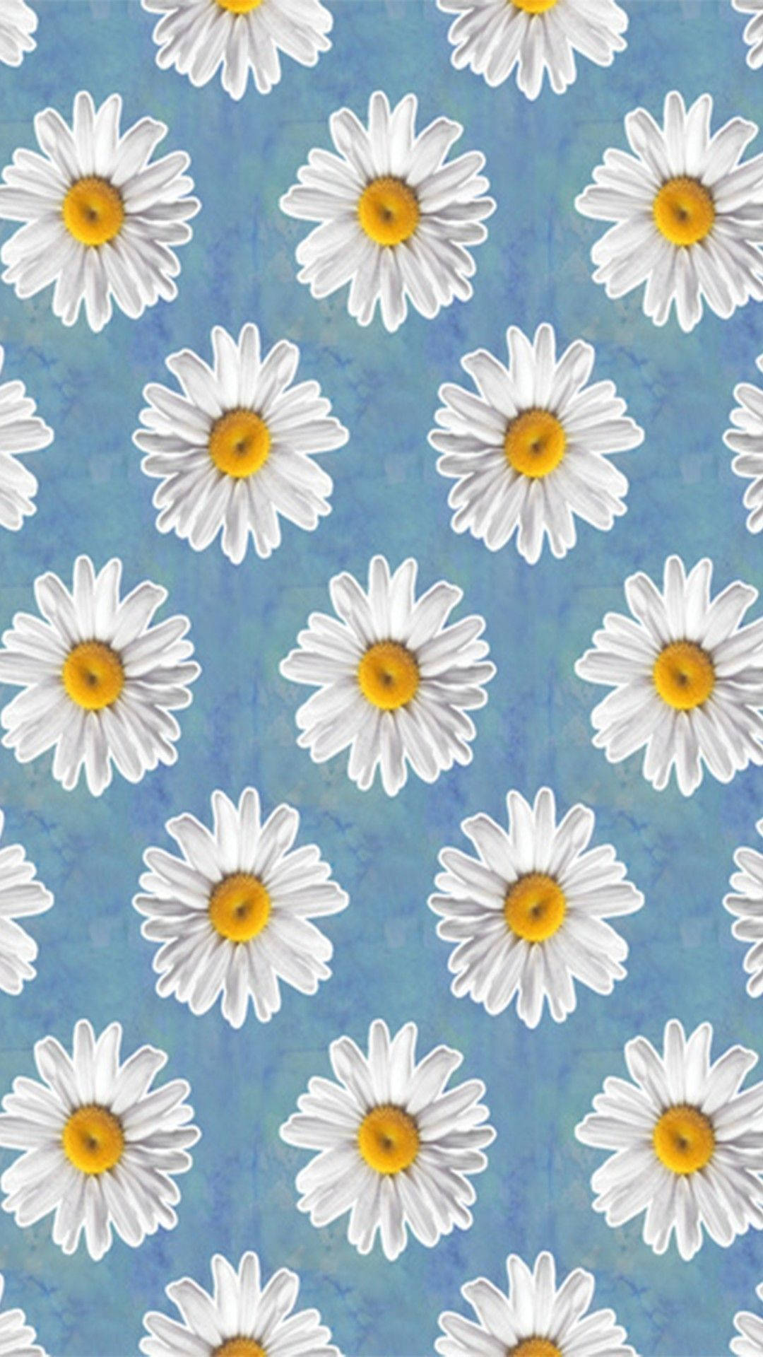 Daisy Aesthetic Fond d'écran