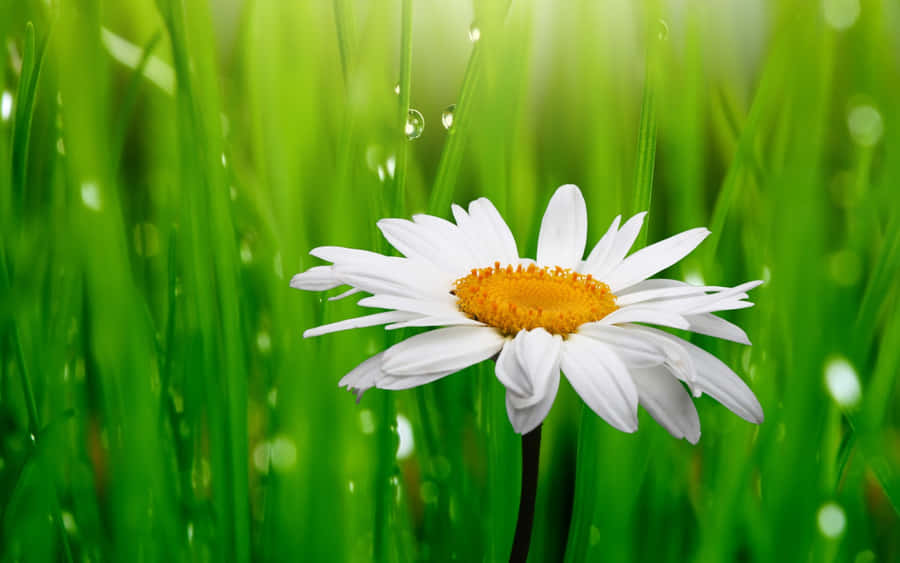 Daisy Flower Pictures Wallpaper