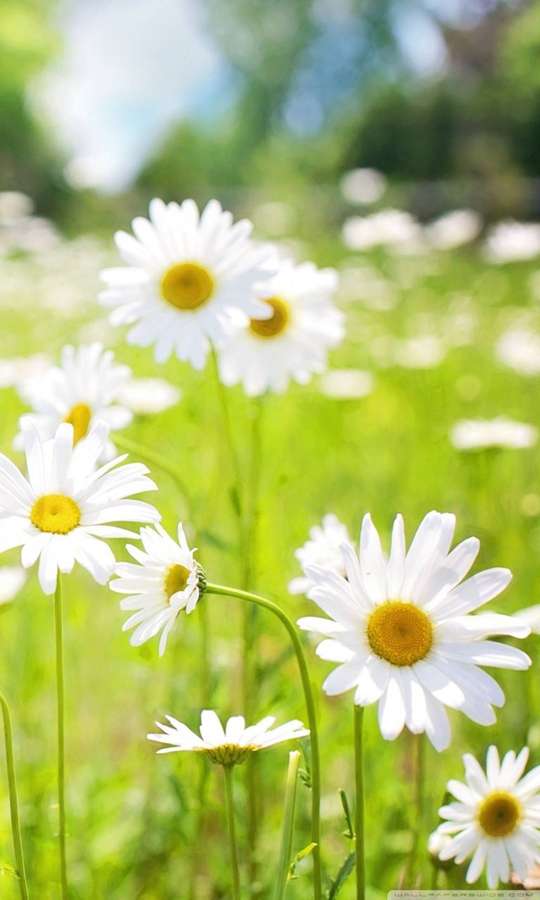 White daisies with yellow centers sway in a sunlit green meadow. — Daisy Phone Wallpaper