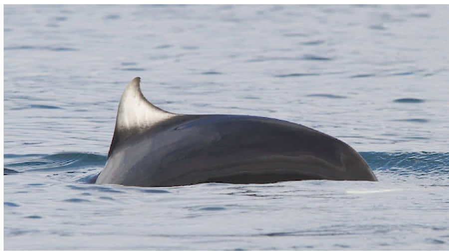 Dallin Porpoise Taustakuva