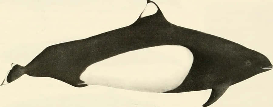 Dall’s Porpoise Bakgrunnsbildet