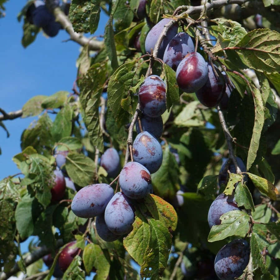 Damson Plum Bakgrunnsbildet