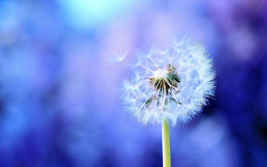 A dandelion seed head glowing in soft blue light. — Dandelion Background