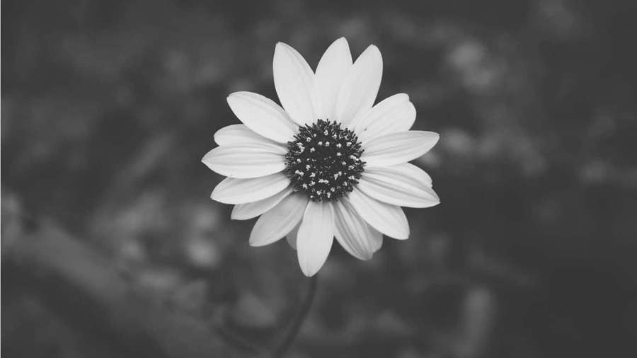 A single white daisy with dark center in grayscale against blurred background — Dark Aesthetic Background