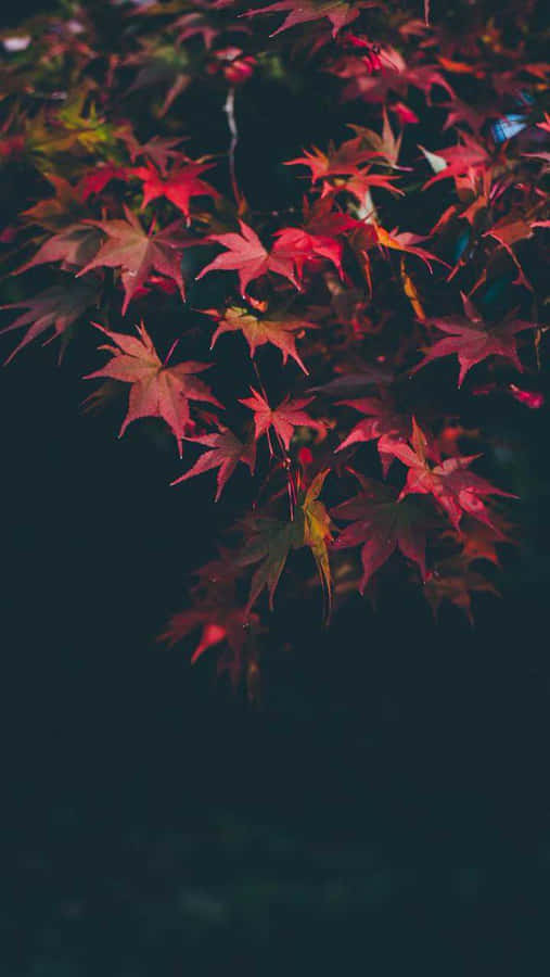 Dark Autumn Pictures Wallpaper