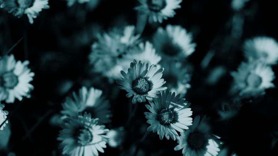 Teal-colored daisies in soft focus with dark background — Dark Flower Wallpaper