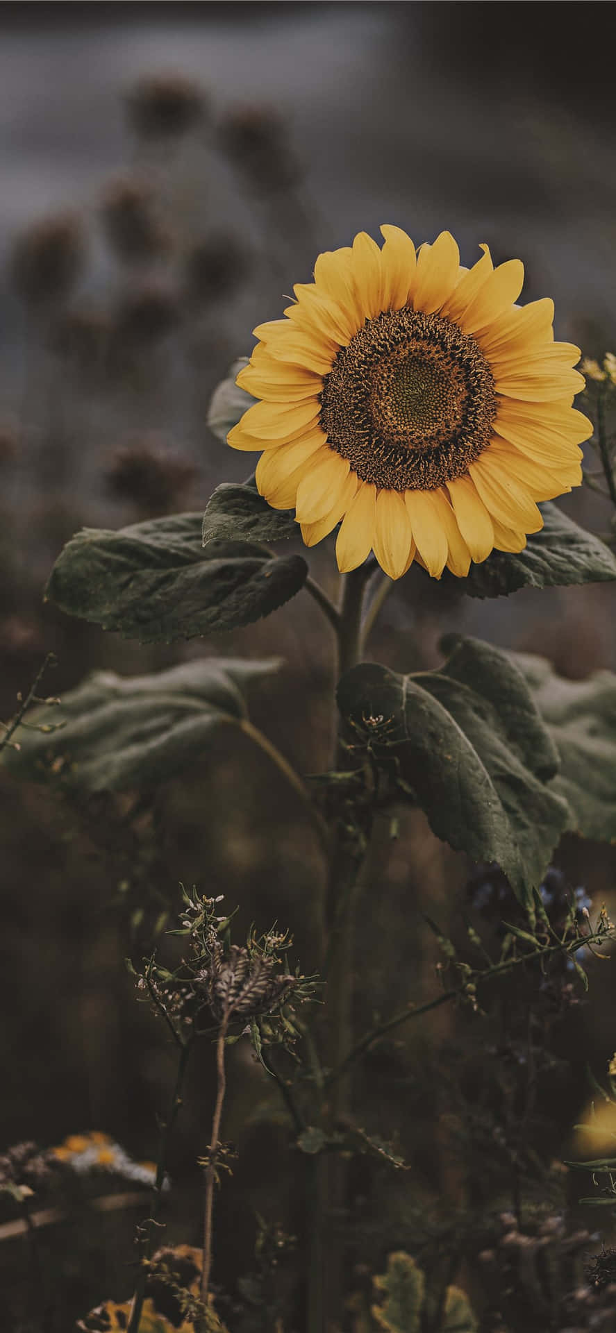 Dark Sunflower Taustakuva