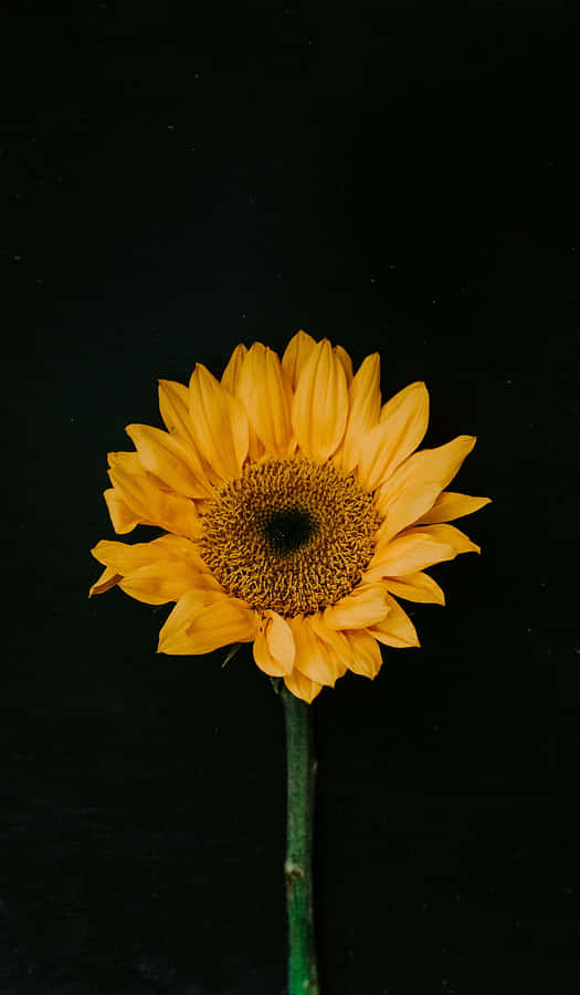 Dark Sunflower Wallpaper
