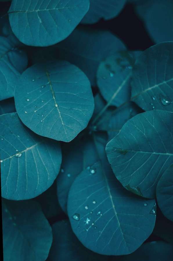 Teal leaves with water droplets glistening in soft light. — Dark Teal iPhone Wallpaper