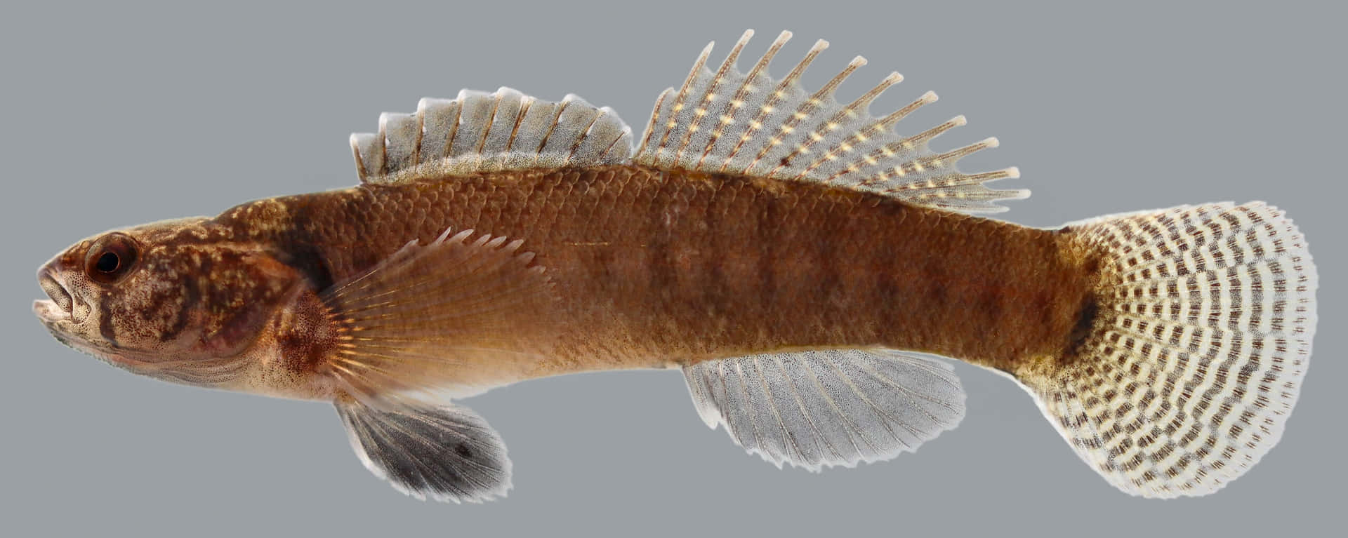 Darter Fond d'écran