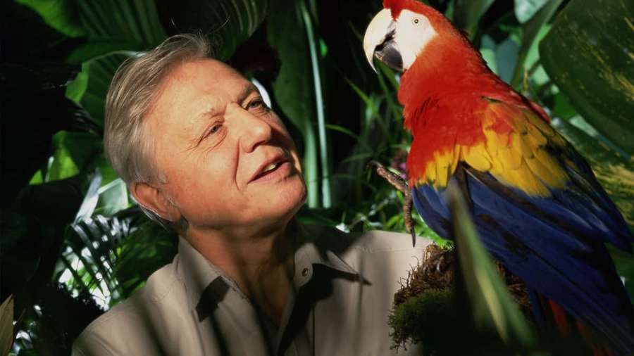 An older man looks up at a colorful macaw perched on his shoulder in a jungle setting. — David Attenborough Wallpaper