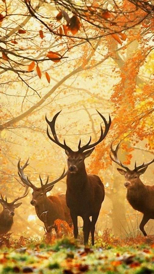 Fire hjorte med store gevirer står i en gylden efterårsskov med faldende blade. — Deer Wallpapers