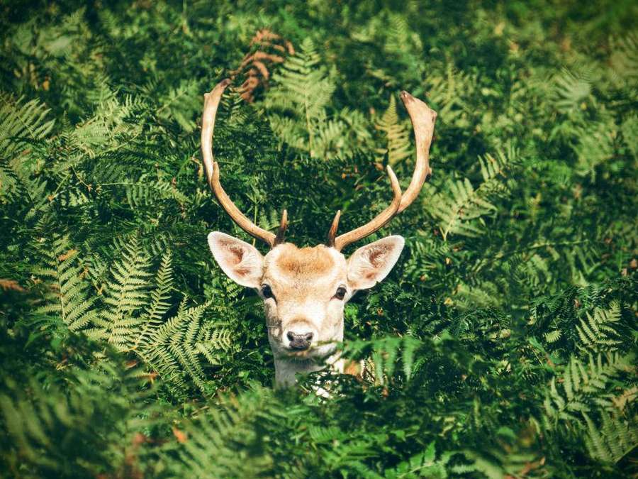 A deer with antlers looks out from behind ferns in a forest. — Deer Hunting Wallpaper