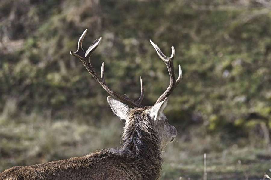 A large male deer with impressive antlers standing in a forest. — Deer Hunting Background
