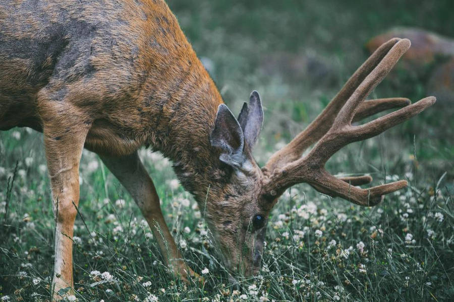 Deer Jagt Baggrunde