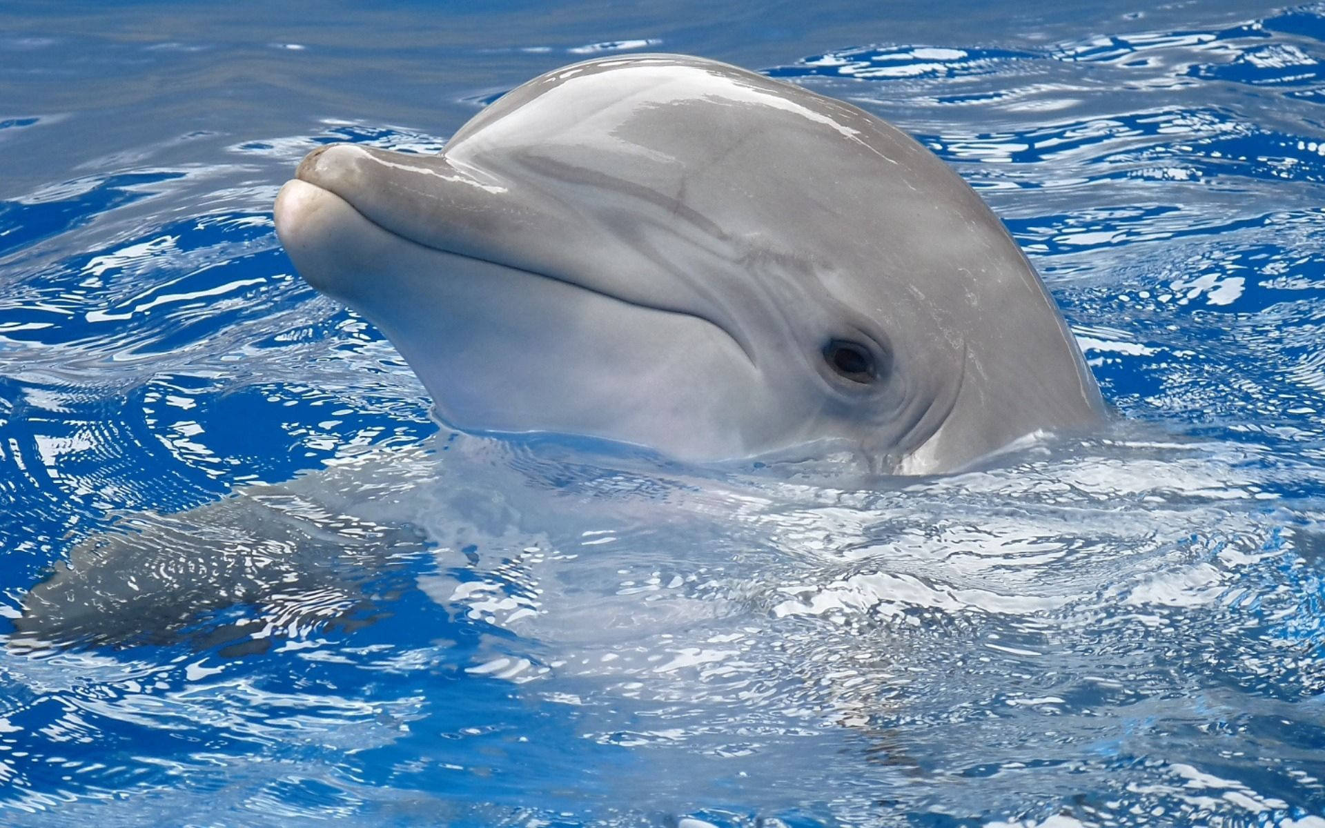 Delfín Fondo de pantalla