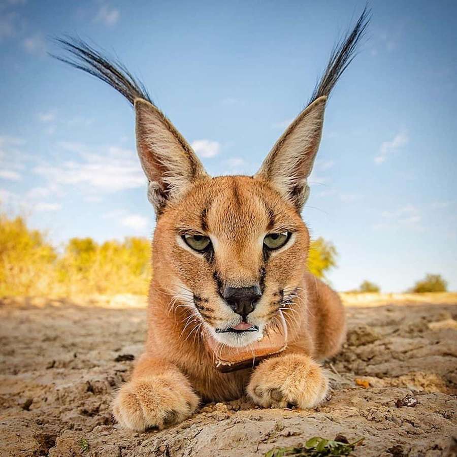 A caracal lying on dry earth with tufted ears and green eyes. — Desert Lynx Wallpaper