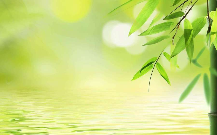 Folhas de bambu verde sobre água calma com reflexo suave da luz solar — Desktop Bamboo Papéis de Parede