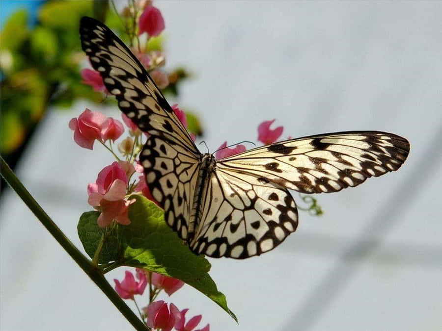 Desktop Butterfly Papel de Parede