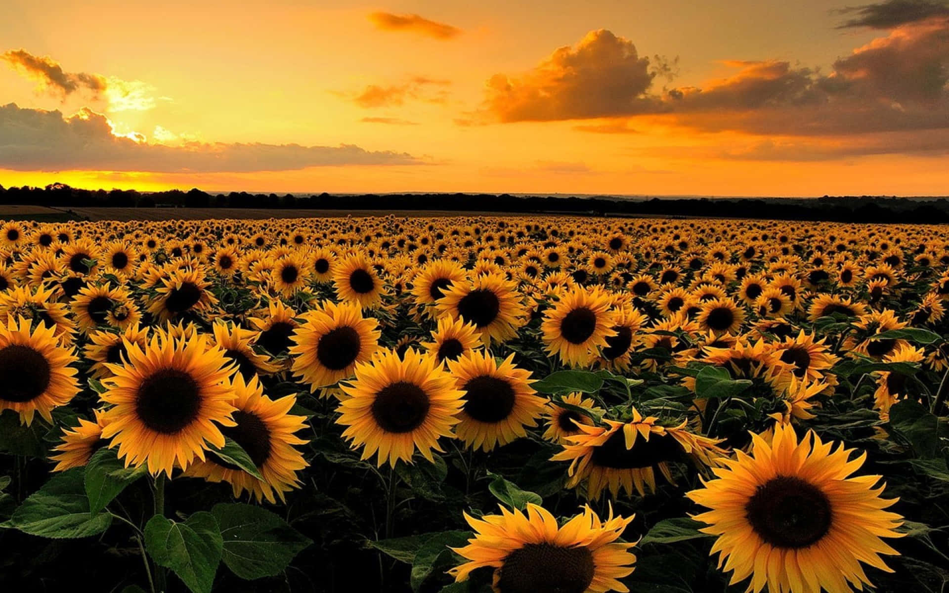 Girassóis em um campo ao pôr do sol com céu alaranjado e nuvens. — Desktop Girassol Papéis de Parede