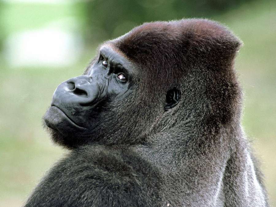 Um gorila de dorso prateado olhando pensativamente para o lado em um ambiente natural. — Desktop Gorilla Papéis de Parede