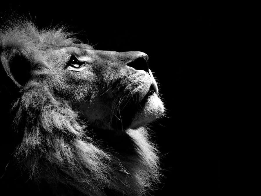 Um perfil poderoso de leão iluminado contra um fundo preto. — Desktop Lion Papéis de Parede