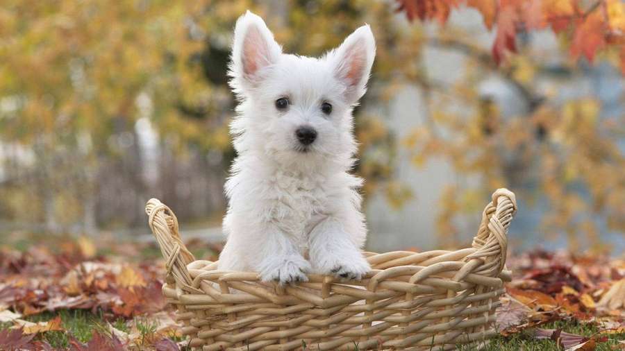 Filhote de cachorro branco e fofo sentado em uma cesta de vime na grama com folhas de outono. — Desktop Puppy Papéis de Parede