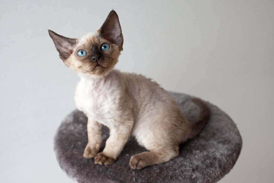 A Devon Rex kitten with big ears and blue eyes sitting on a gray cushion. — Devon Rex Wallpaper