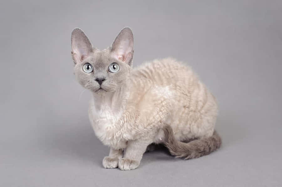 Devon Rex Bakgrunnsbildet