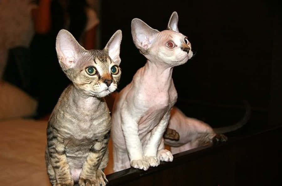 Devon Rex Fond d'écran