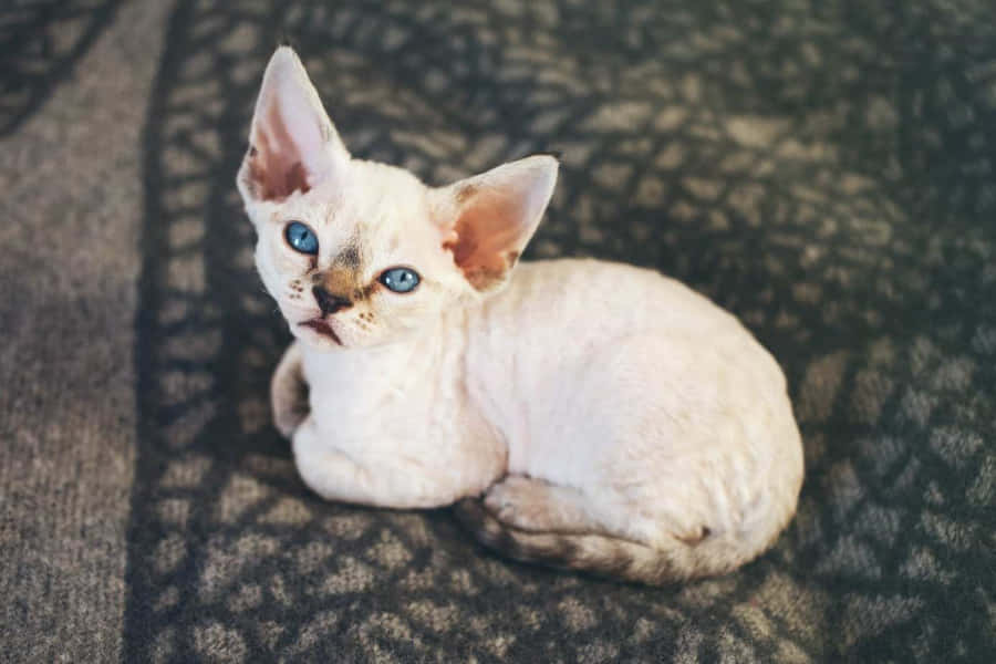 Devon Rex Taustakuva