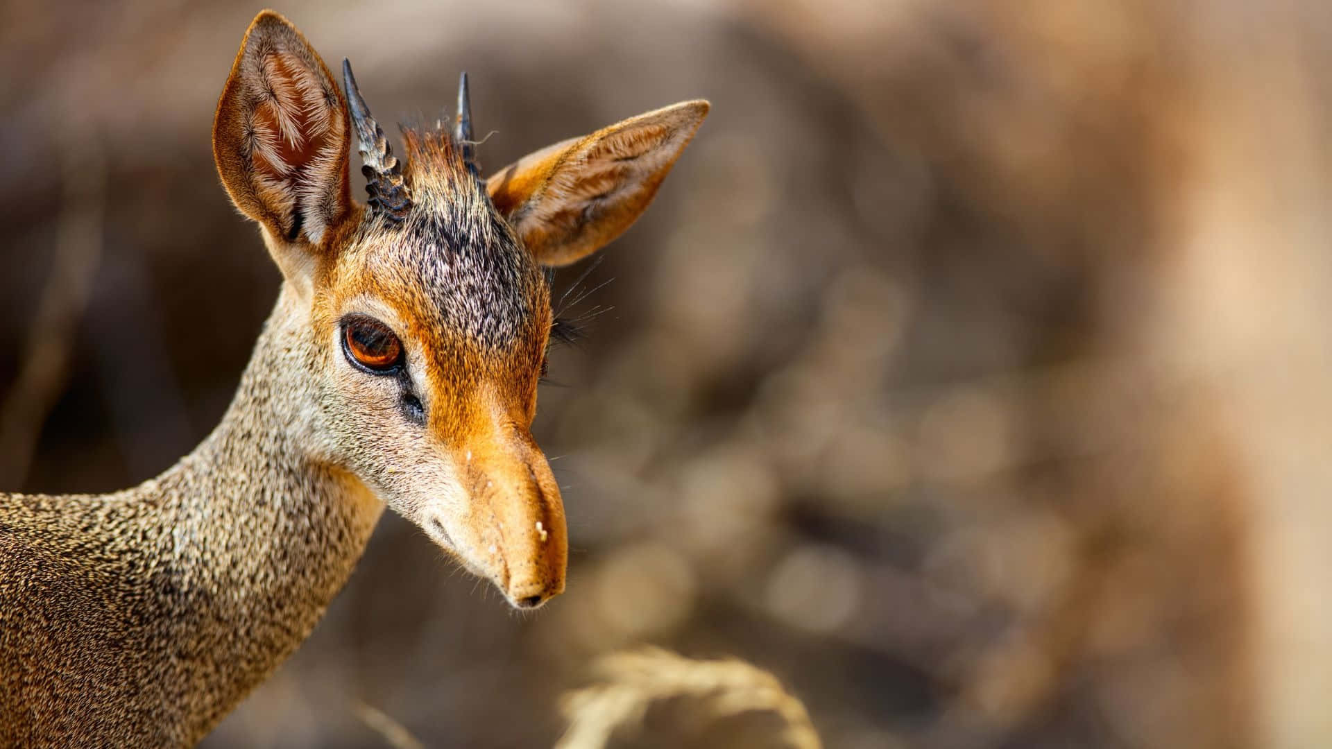 Dik-dik Wallpaper