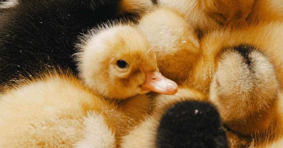 Fluffy yellow and black baby ducklings huddled together in a cozy nest. — Diminutive Wallpaper