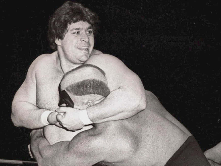 Dino Bravo Wallpaper